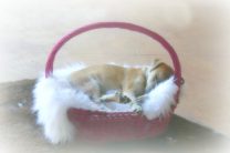 No Sew Princess Puppy Bed