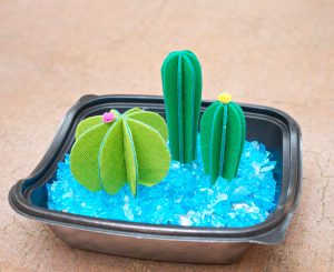 mini cactus