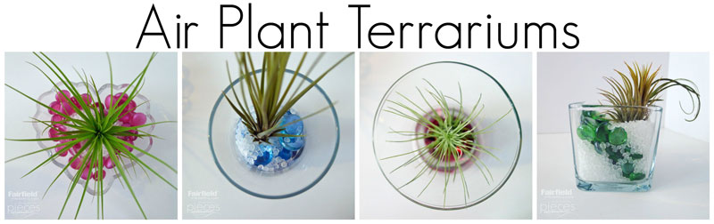 DIY terrarium