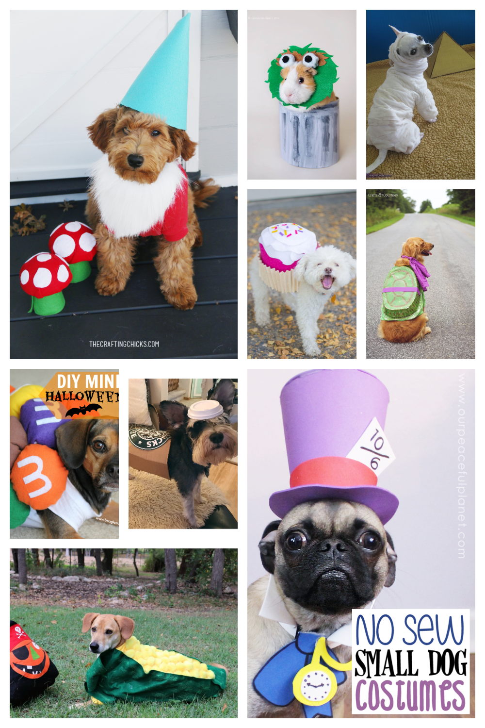 pet costumes ideas to. make