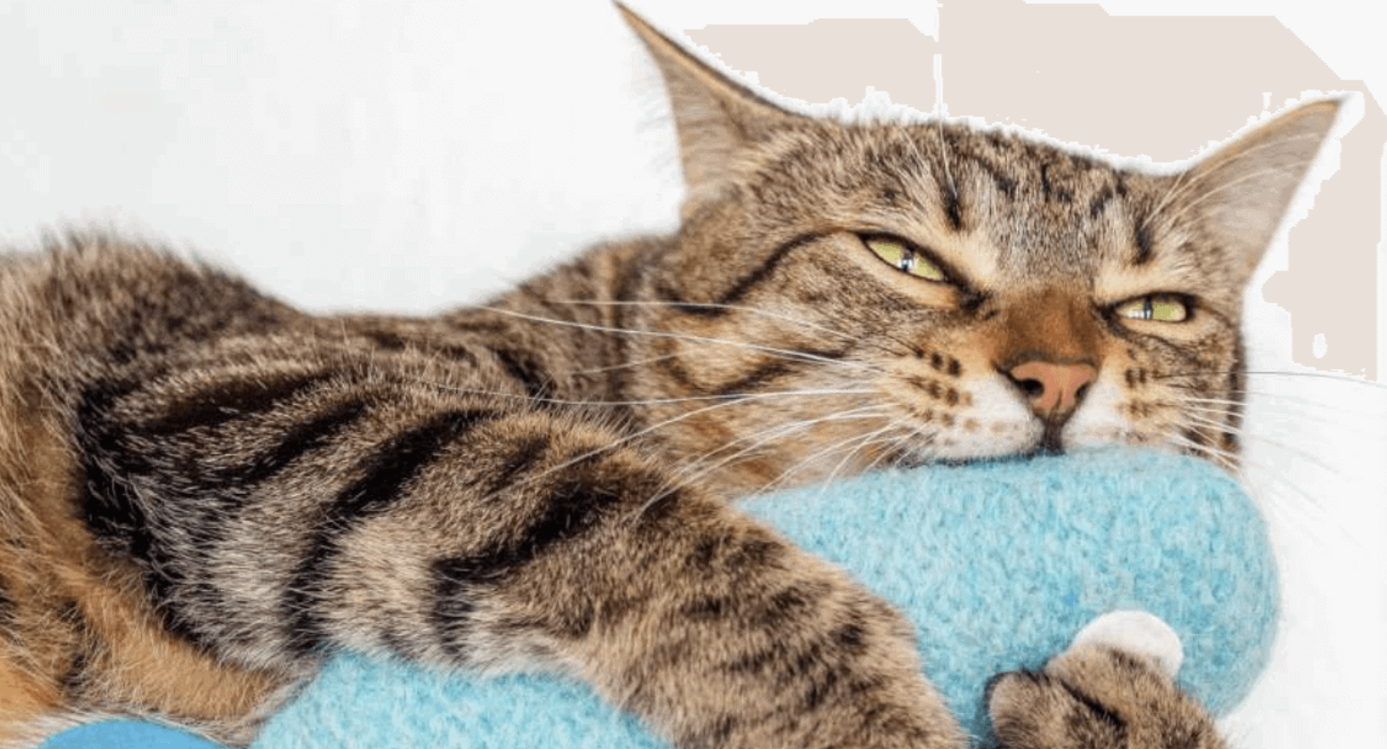 catnip and poly-fil cat toys