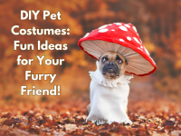 DIY Pet Costumes for furry friends halloween