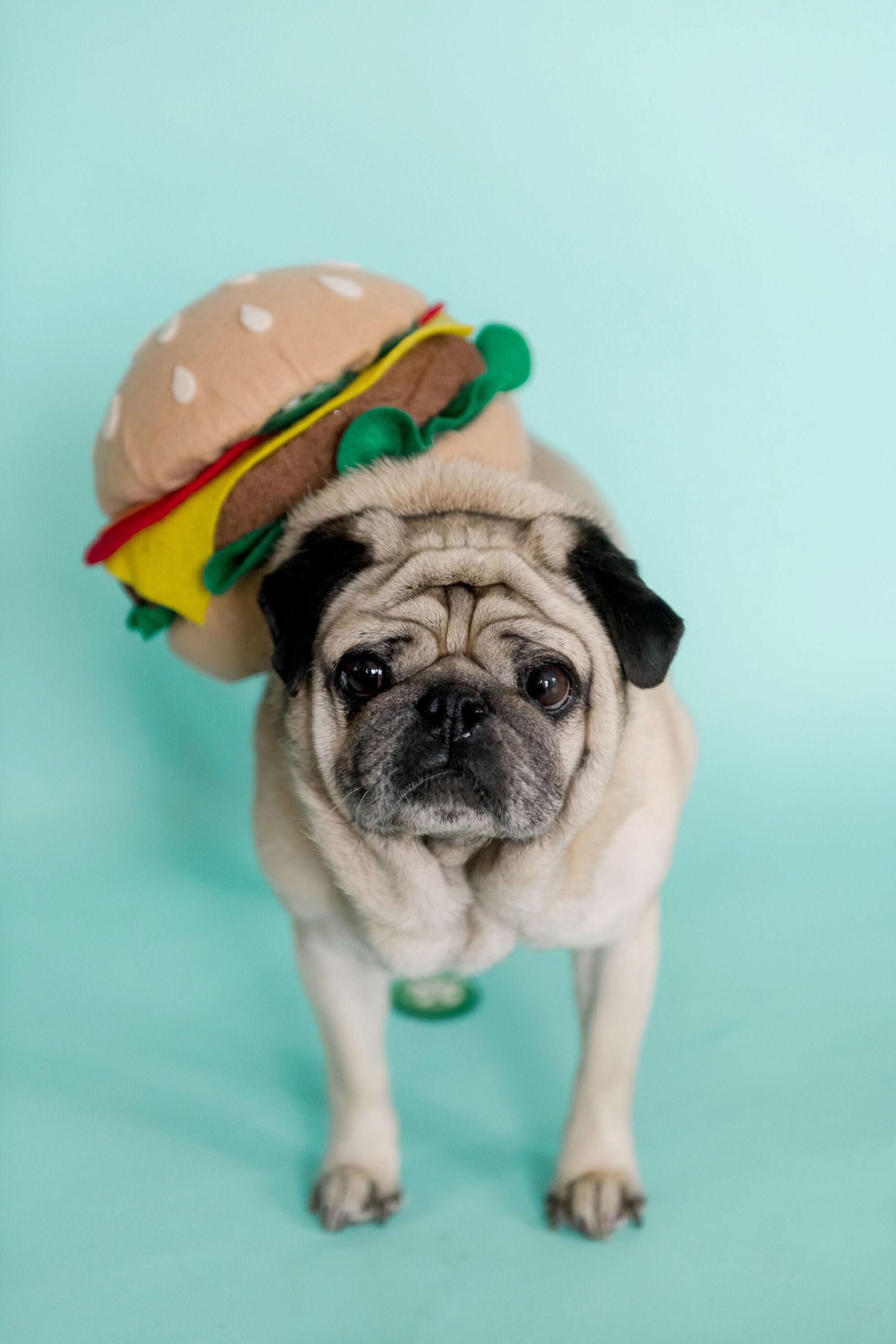 cheeseburger costume DIY