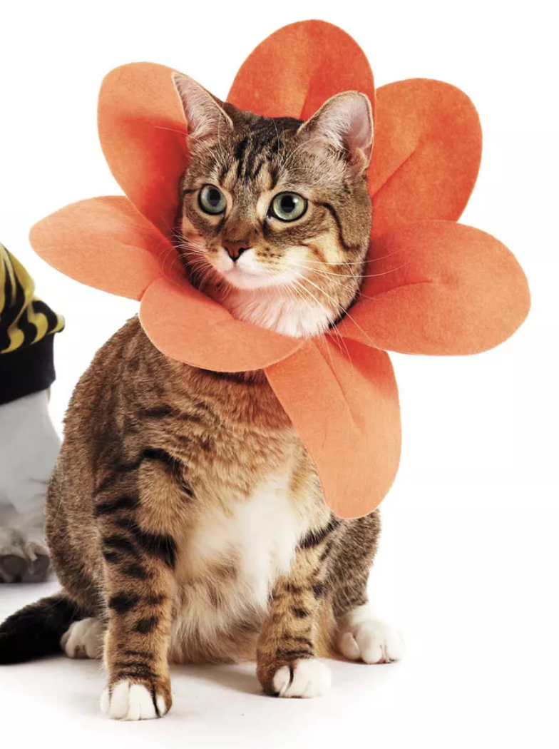flower costume for pets