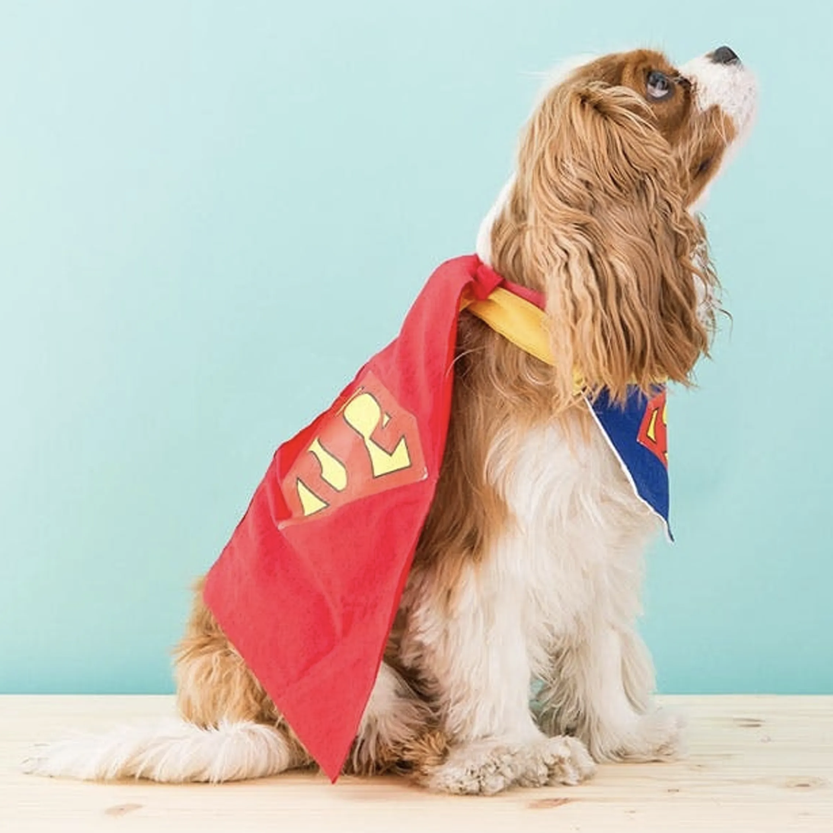 superhero pet costume