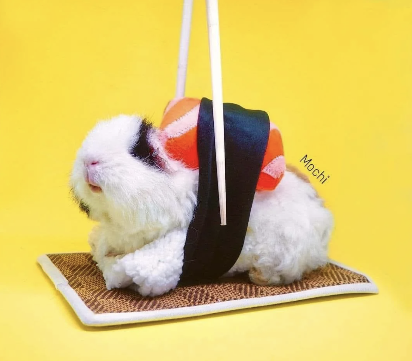 sushi costume for pet DIY Pet Costumes