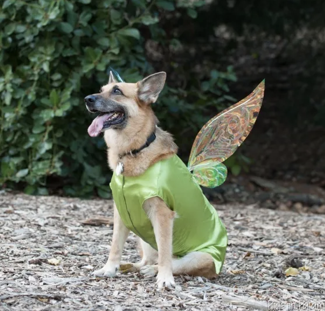 tinkerbell pet costume