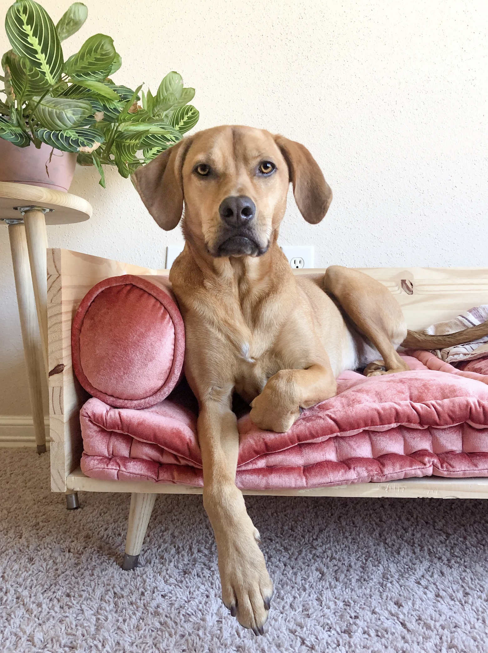 Plush Pet Bed