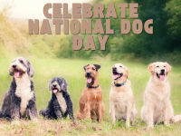 dog day projects to celebrate your pet
