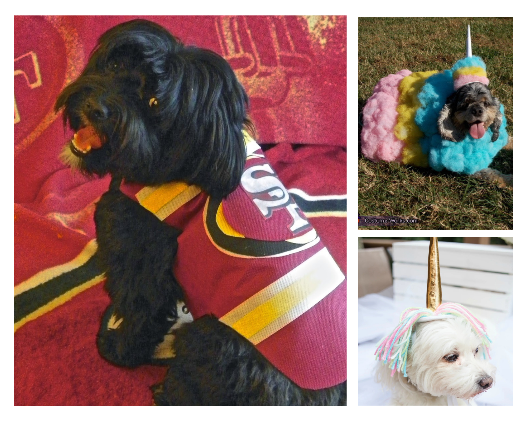 Pet Costumes That Are Cozy and Cute